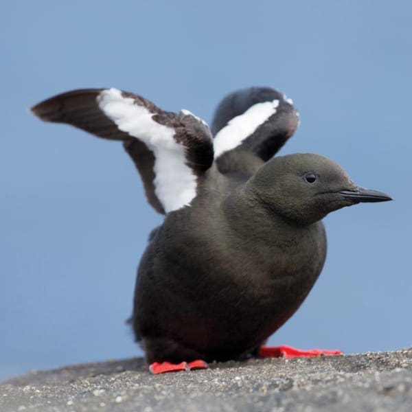 DC46 Black Guillemot-0