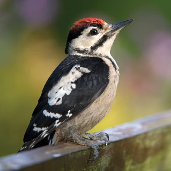 DC52 Young Great Spotted Woodpecker-0