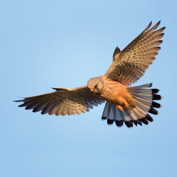 DC57 Kestrel-0