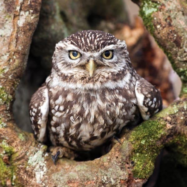 DC58 Little Owl-0