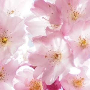 WW103 Cherry Blossom-0