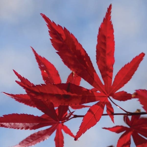 WW110 Acer-0