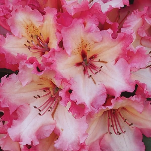 WW111 Pink Rhododendron-0