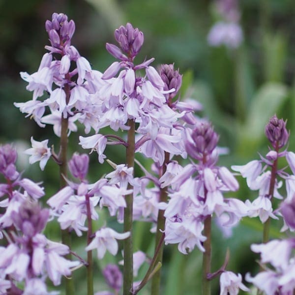 WW112 Bluebells-0