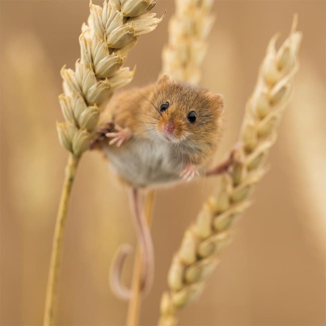 DC70 Harvest Mouse-0