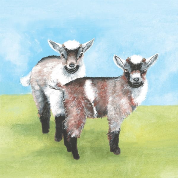 SA108 Pygmy Goats-0