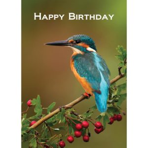 kingfisher berries bird nature david chapman nethertons birthday christian
