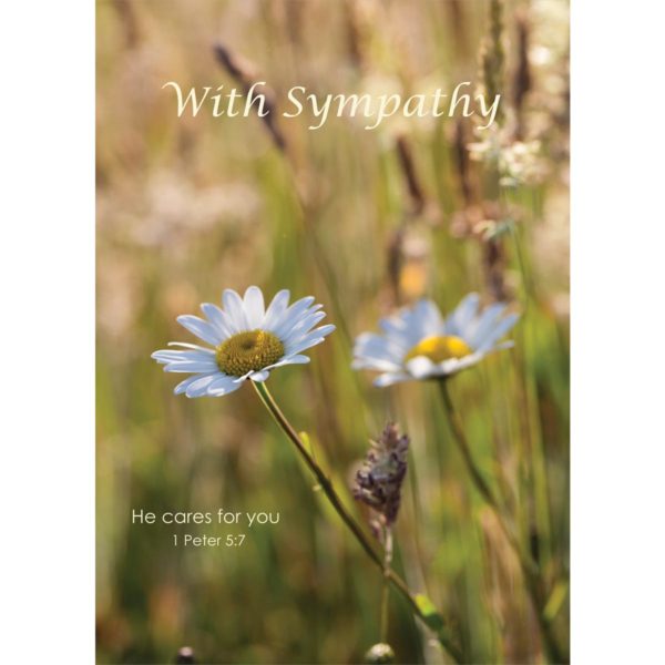 daisy meadow summer flower david chapman nethertons sympathy christian