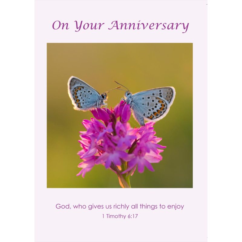 butterflies pink flower nature insect david chapman nethertons anniversary christian