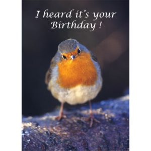 robin winter nature bird david chapman nethertons birthday christian