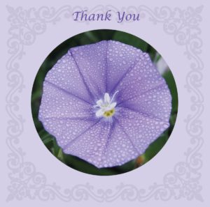 purple geranium flower rain drop nethertons nibor thank christian