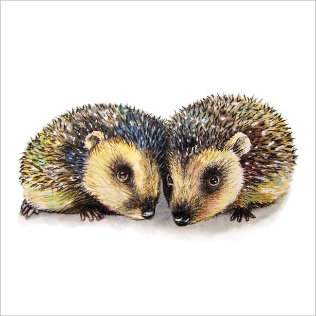 MM12 Two Hedgehogs-0