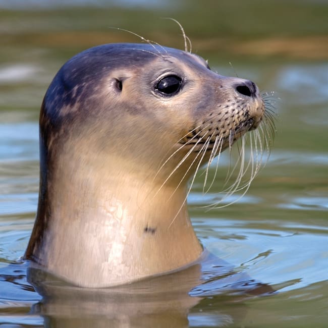 DC47 Common Seal Pup-0