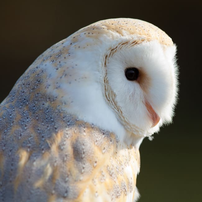 DC54 Barn Owl-0