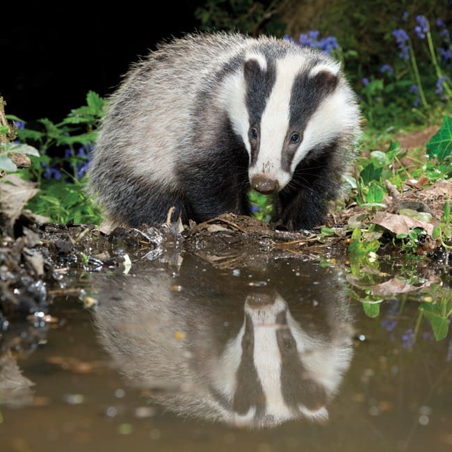 DC55 Badger Reflecting-0