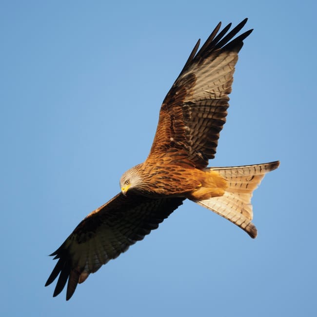DC63 Red Kite-0