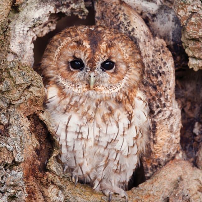 DC66 Tawny Owl-0